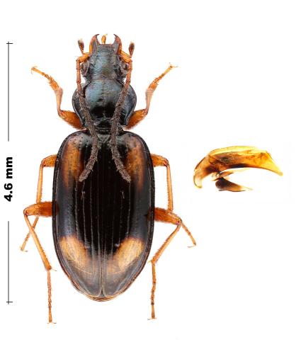 Bembidion bualei